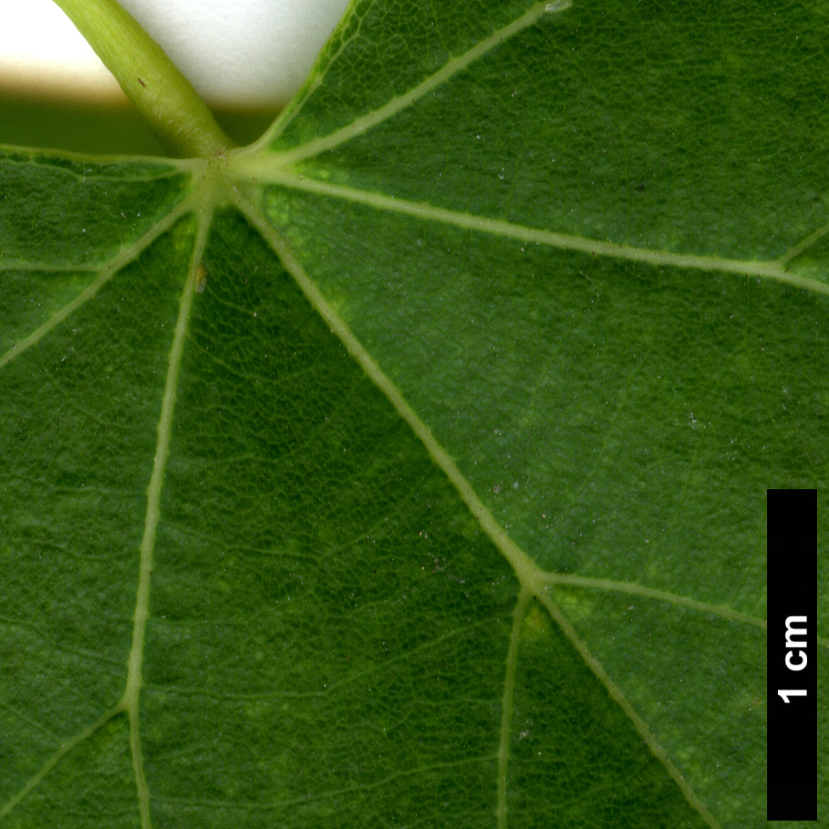 High resolution image: Family: Malvaceae - Genus: Tilia - Taxon: 'Harold Hillier' (T.japonica 'Ernest Wilson' × T.mongolica)